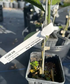 Ponkan Mandarin Tree Grafted Citrus Plant 3 Feet Tall with Pot and Soil