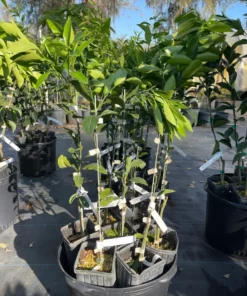 Ponkan Mandarin Tree Grafted Citrus Plant 3 Feet Tall with Pot and Soil