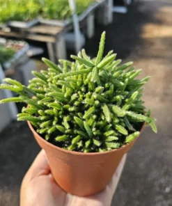 Rhipsalis Prismatica | Rhipsalis teres f. Prismatica | 2in pot | 4in Pot | Rooted cuttings | Unrooted Cuttings | Rare Tropical Cactus