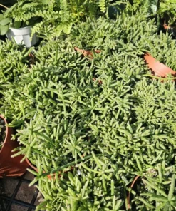 Rhipsalis Prismatica | Rhipsalis teres f. Prismatica | 2in pot | 4in Pot | Rooted cuttings | Unrooted Cuttings | Rare Tropical Cactus