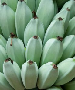 Blue Java Banana Tree – Live Plant 6 to 12 Inch – Ice Cream Banana – Tropical