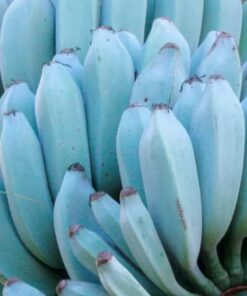 Blue Java Banana Tree – Live Plant 6 to 12 Inch – Ice Cream Banana – Tropical