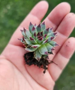 Sempervivum Wildnerness Glow | Hens and Chicks | Houseleeks | Colorful Sempervivum | 4in pot | cuttings