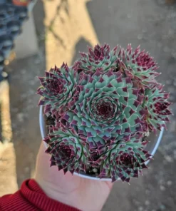 Sempervivum Wildnerness Glow | Hens and Chicks | Houseleeks | Colorful Sempervivum | 4in pot | cuttings