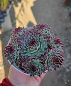 Sempervivum Wildnerness Glow | Hens and Chicks | Houseleeks | Colorful Sempervivum | 4in pot | cuttings