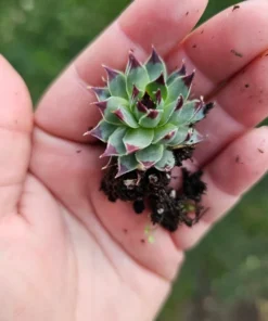 Sempervivum Wildnerness Glow | Hens and Chicks | Houseleeks | Colorful Sempervivum | 4in pot | cuttings