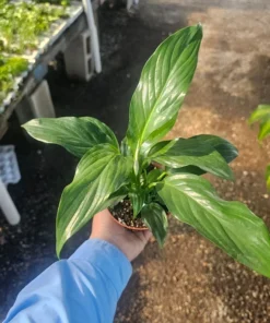 Spathiphyllum | Peace Lily | Flowering Houseplant | 4in pot