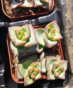 String of Buttons | Necklace Vine | Crassula Perforata | Stacked Crassula | Pagoda Plant | 2in pot