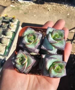 String of Buttons | Necklace Vine | Crassula Perforata | Stacked Crassula | Pagoda Plant | 2in pot