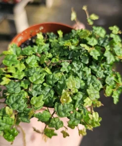 String of Frogs | Ficus Pumila Quercifolia | 2in pot | 3in pot | Trailing Plant | House Plant | Trailing Ficus | Climbing Ficus