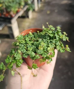 String of Frogs | Ficus Pumila Quercifolia | 2in pot | 3in pot | Trailing Plant | House Plant | Trailing Ficus | Climbing Ficus