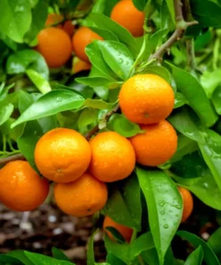 Sumo Tangerine Live Citrus Plant 2-3ft Potted