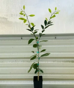 Sumo Tangerine Live Citrus Plant 2-3ft Potted