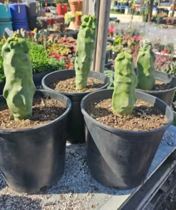 Totem Pole Cactus | Rare Cactus | Rooted Cactus