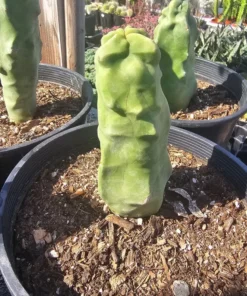 Totem Pole Cactus | Rare Cactus | Rooted Cactus