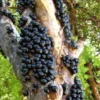Tropical Jabuticaba Tree Live Brazilian Grapetree Glossy Leaves 2-3 ft