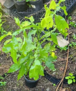 Tropical Quenepa Spanish Lime Live Tree Mamón Melicoccus 2-3 ft