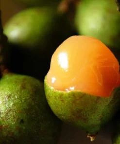Tropical Quenepa Spanish Lime Live Tree Mamón Melicoccus 2-3 ft