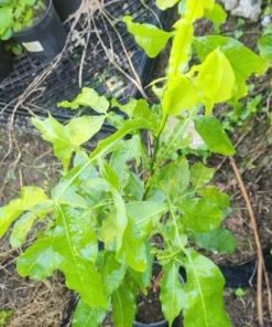 Tropical Quenepa Spanish Lime Live Tree Mamón Melicoccus 2-3 ft
