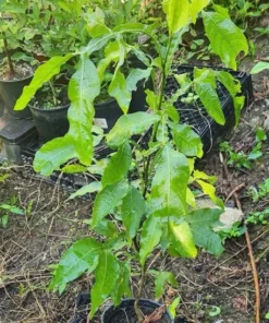 Tropical Quenepa Spanish Lime Live Tree Mamón Melicoccus 2-3 ft
