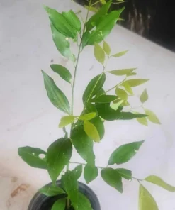 True Cinnamon Tree Live 1-2 Ft Tall - Cinnamomum Verum Plant – Live Evergreen Spice Tree for Gardens