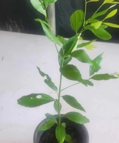 True Cinnamon Tree Live 1-2 Ft Tall - Cinnamomum Verum Plant – Live Evergreen Spice Tree for Gardens