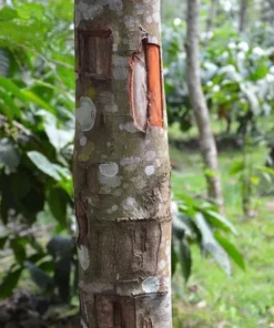 True Cinnamon Tree Live 1-2 Ft Tall - Cinnamomum Verum Plant – Live Evergreen Spice Tree for Gardens