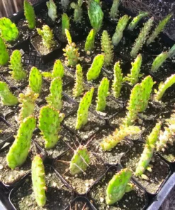 Variegated Josephs Coat Cactus | Opuntia monacantha Variegata | 2in pot