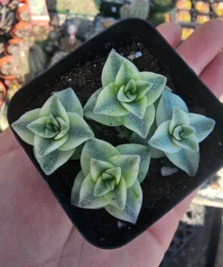 Variegated String of Buttons | Necklace Vine | Crassula Perforata | Stacked Crassula | Pagoda Plant | 2in pot