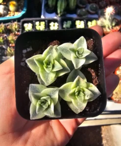 Variegated String of Buttons | Necklace Vine | Crassula Perforata | Stacked Crassula | Pagoda Plant | 2in pot