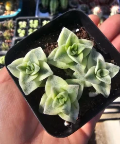 Variegated String of Buttons | Necklace Vine | Crassula Perforata | Stacked Crassula | Pagoda Plant | 2in pot