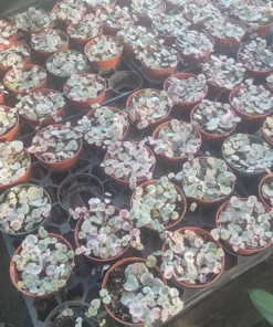 Variegated String of Hearts | VSOH | Ceropegia woodii f. variegata