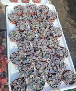 Variegated String of Hearts | VSOH | Ceropegia woodii f. variegata