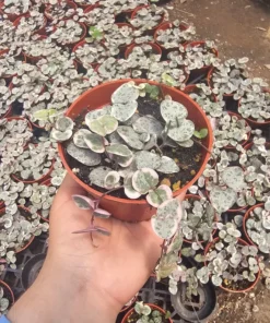 Variegated String of Hearts | VSOH | Ceropegia woodii f. variegata