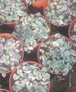 Variegated String of Hearts | VSOH | Ceropegia woodii f. variegata