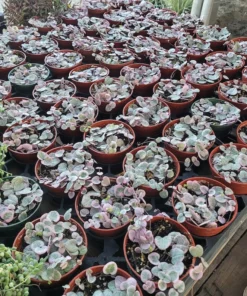 Variegated String of Hearts | VSOH | Ceropegia woodii f. variegata