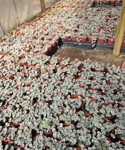 Variegated String of Hearts | VSOH | Ceropegia woodii f. variegata