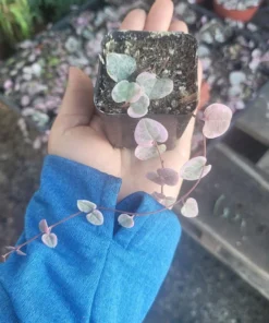 Variegated String of Hearts | VSOH | Ceropegia woodii f. variegata