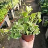 Variegated Wax Ivy | Trailing Plant | 2in pot | 4in pot