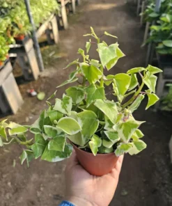 Variegated Wax Ivy | Trailing Plant | 2in pot | 4in pot