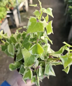 Variegated Wax Ivy | Trailing Plant | 2in pot | 4in pot