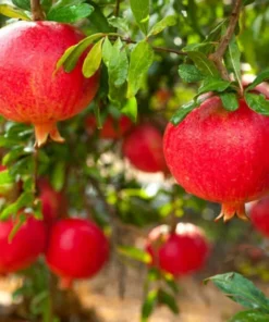 Wonderful Pomegranate Live Plant 12-16in, Cold Hardy, Half Gallon Pot, Sweet Variety