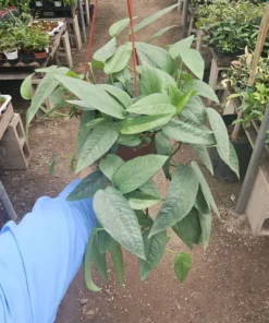 XL Cebu Blue Pothos | 6in pot | Epipremnum Pinnatum | XL and L sizes
