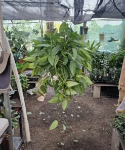 XL Cebu Blue Pothos | 6in pot | Epipremnum Pinnatum | XL and L sizes