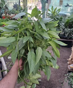 XL Cebu Blue Pothos | 6in pot | Epipremnum Pinnatum | XL and L sizes