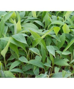 Blue Java Banana Tree – Live Plant 6 to 12 Inch – Ice Cream Banana – Tropical