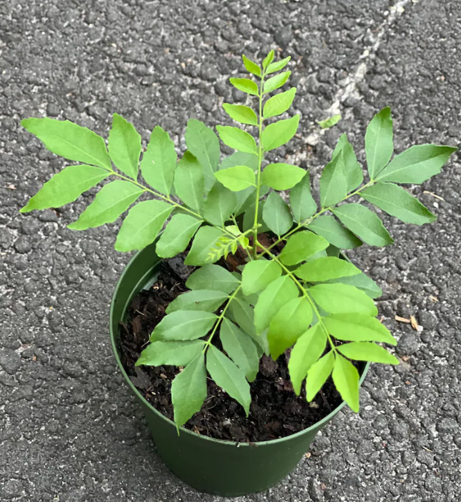 Live Curry Leaf Tree 12-16 Inches Fresh Herb Plant for Indoor & Outdoor