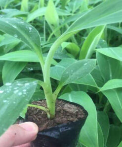 Blue Java Banana Tree – Live Plant 6 to 12 Inch – Ice Cream Banana – Tropical