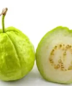 1 Guava Fruit Tree Planting Exotic and Delicious Tropical Fruit 4”-8” Plant