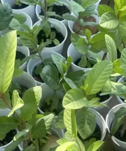 1 Pink Guava Fruit Tree Planting Exotic Delicious Tropical Fruit 4”-8”Plant